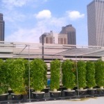 Rooftop hydro towers with herbs smaller